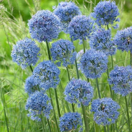 Allium Caeruleum -MASTER-