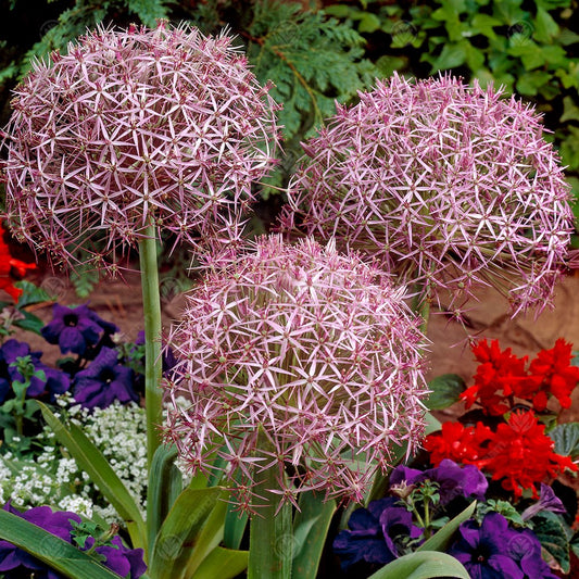 Allium Christophii -MASTER-