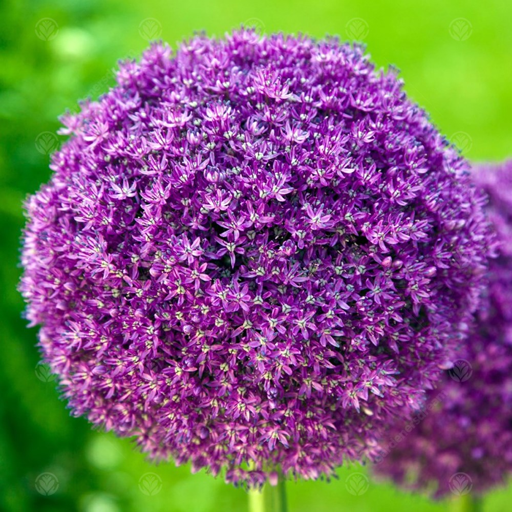 Allium Giganteum -MASTER-