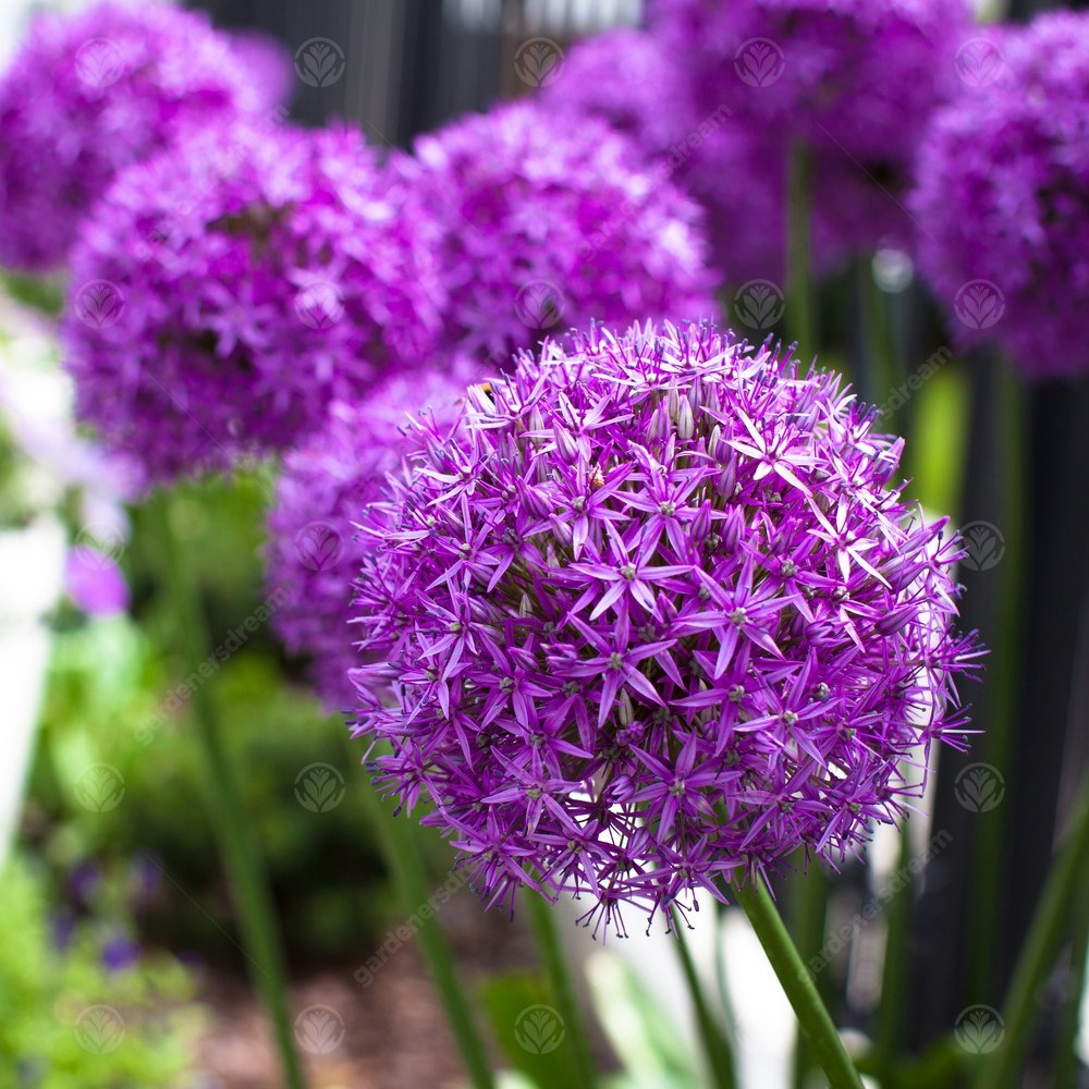 Allium Giganteum -MASTER-