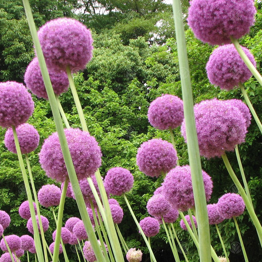 Allium Giganteum -MASTER-