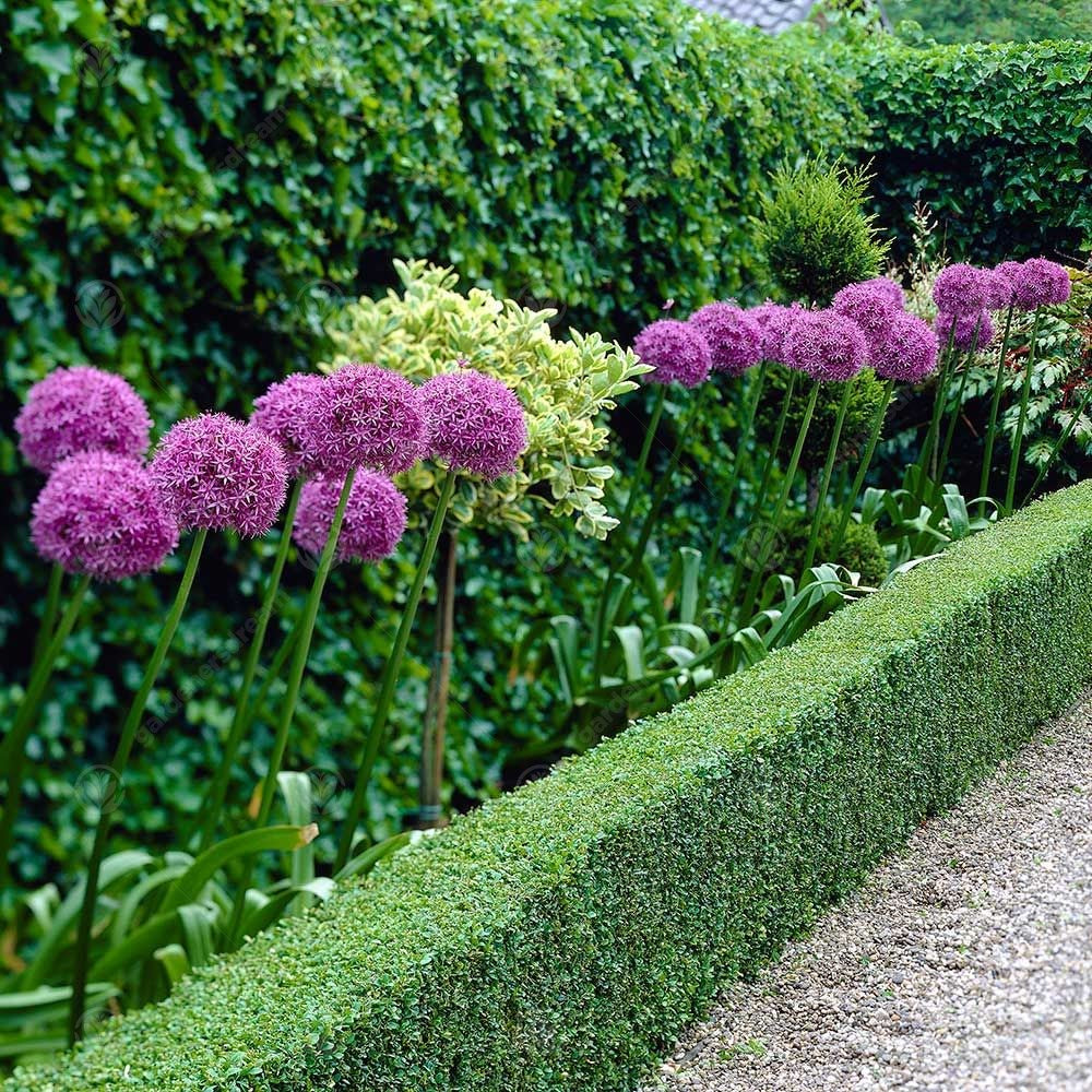 Allium Giganteum -MASTER-