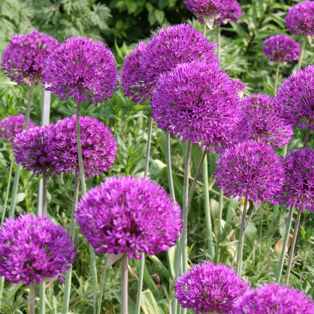 Allium Giganteum -MASTER-