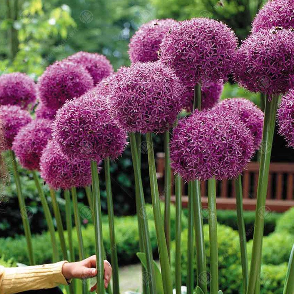 Allium Globermaster -MASTER-