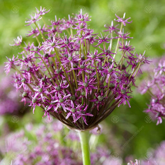 Allium Miami -MASTER-