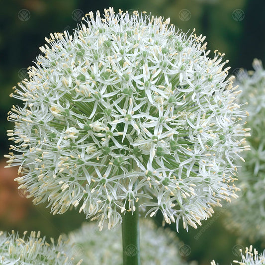 Allium Mount Everest -MASTER-