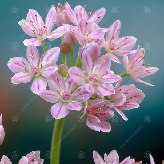 Allium Roseum -MASTER-