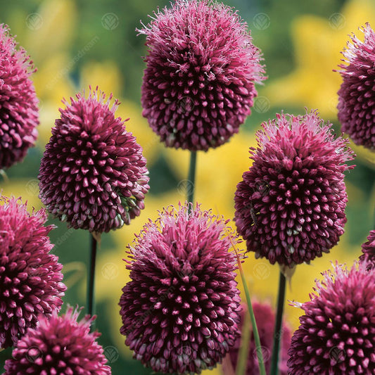 Allium Sphaerocephalon -MASTER-