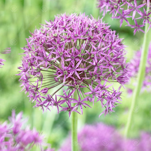Allium Violet Beauty -MASTER-