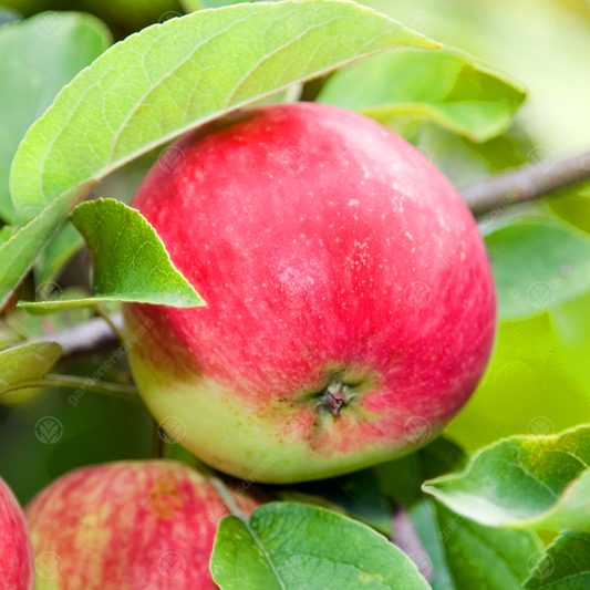 Apple Worcester Pearmain (12L, 4-5ft)