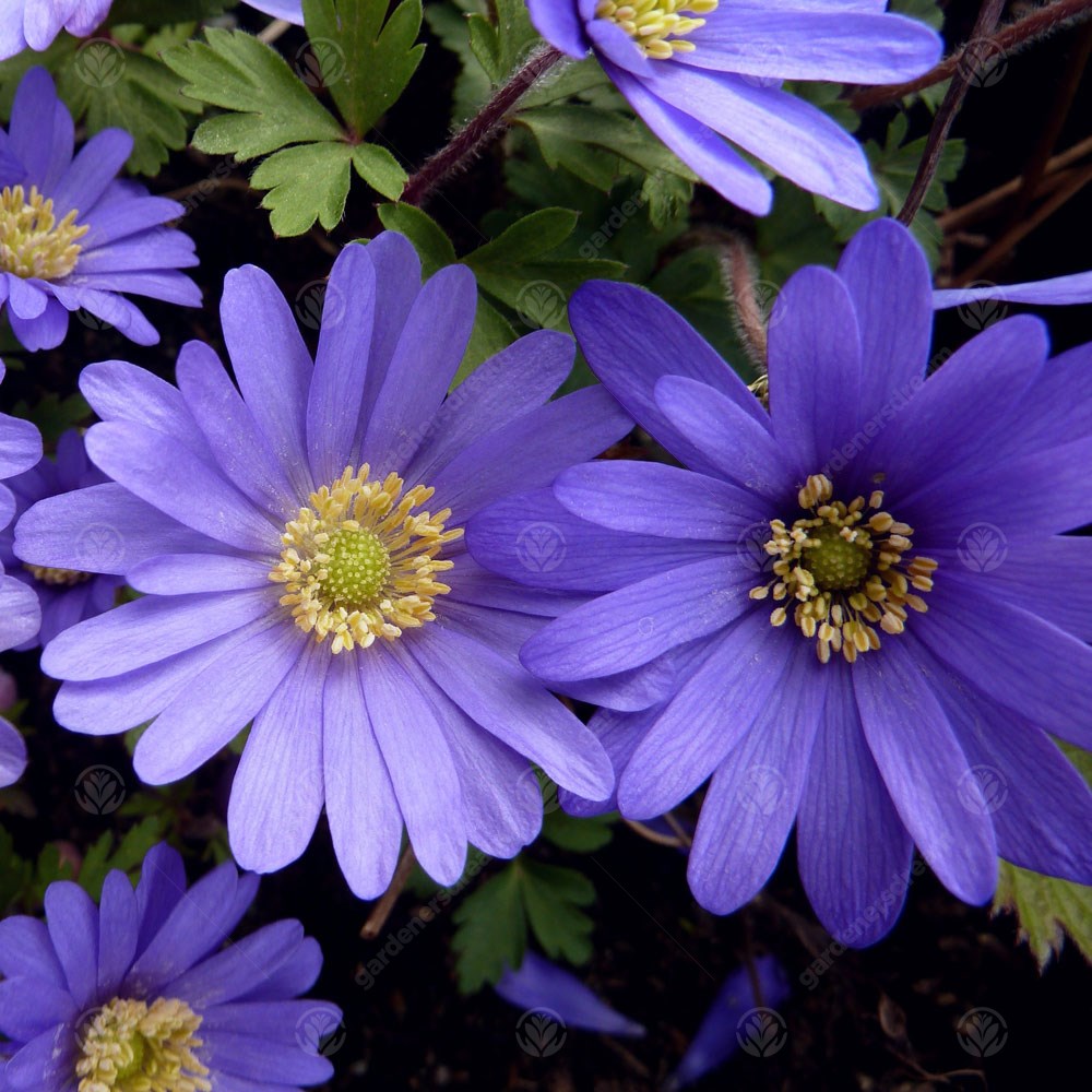 Anemone Blanda Blue -MASTER-