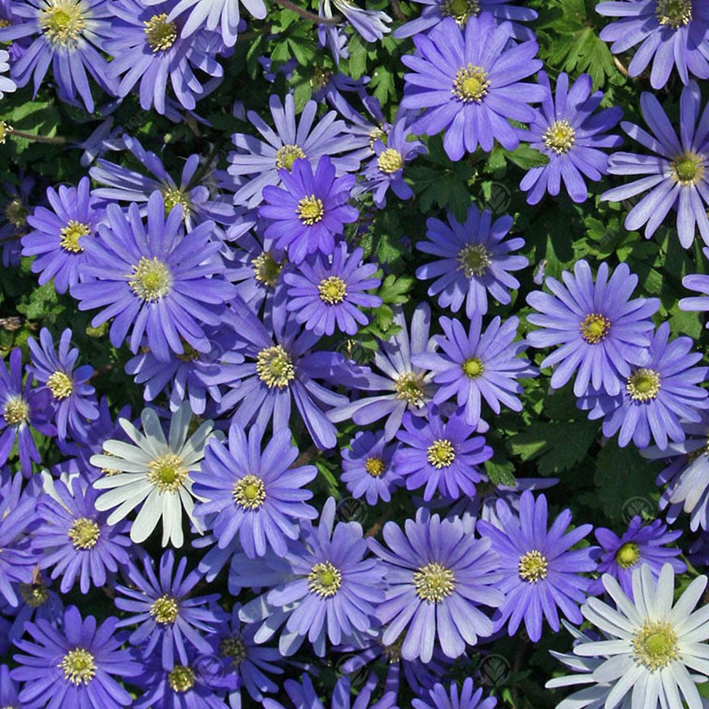 Anemone Blanda Blue -MASTER-