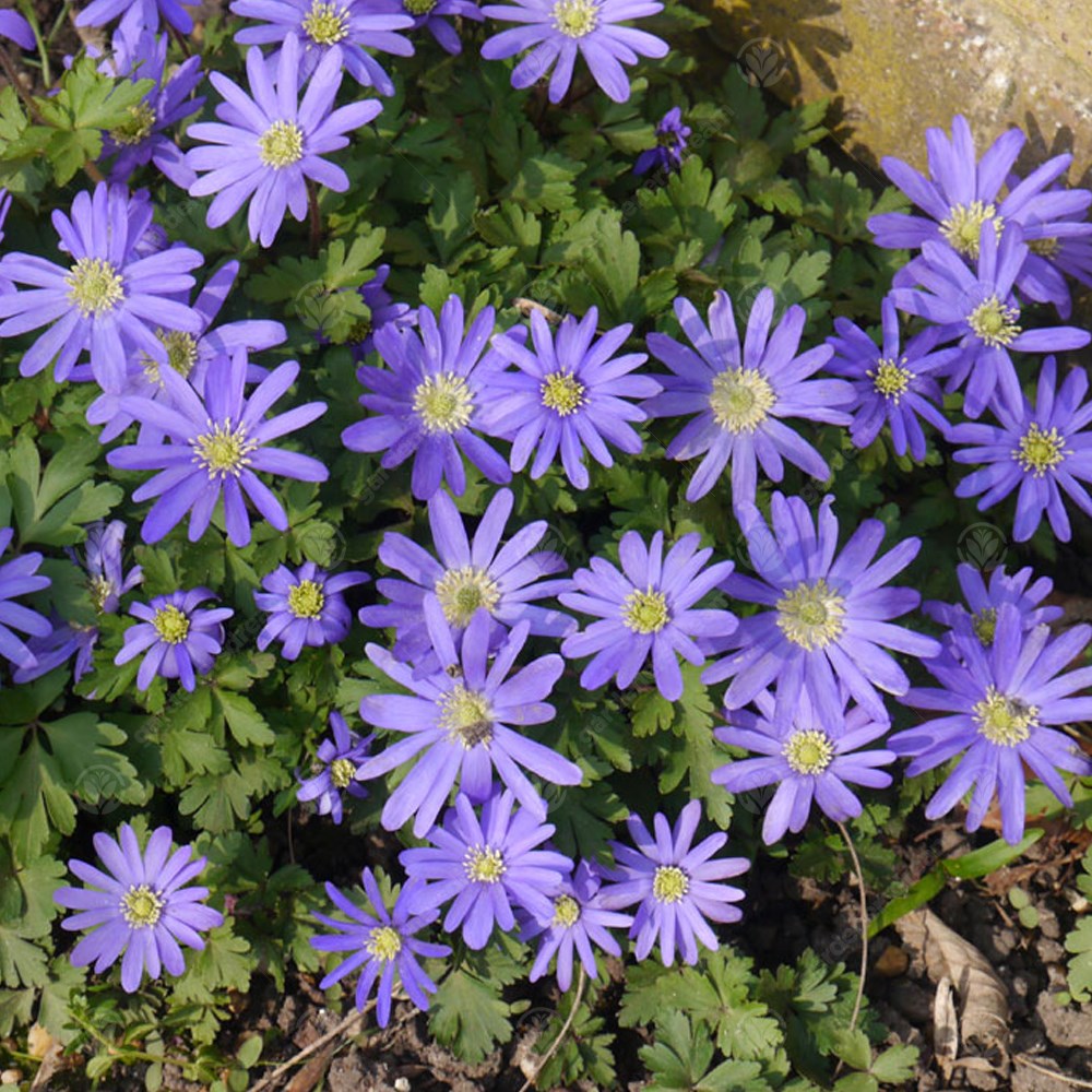 Anemone Blanda Blue -MASTER-