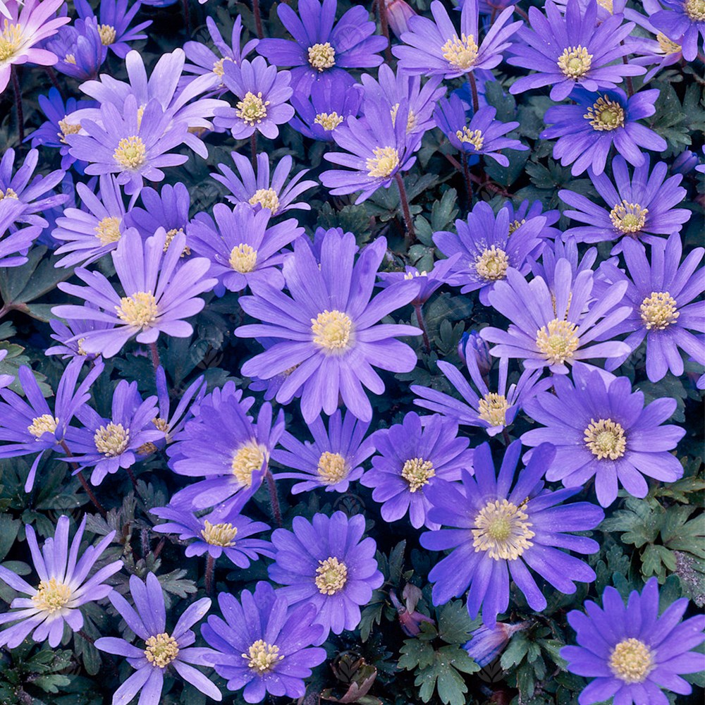 Anemone Blanda Blue -MASTER-