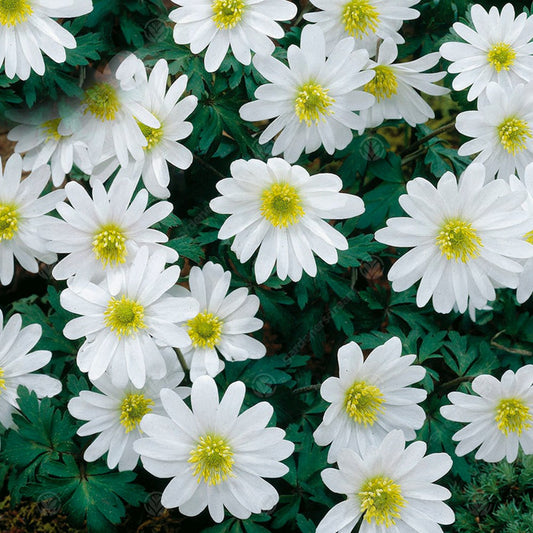 Anemone Blanda White -MASTER-