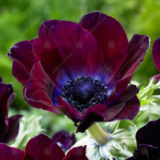 Anemone Bordeaux -MASTER-