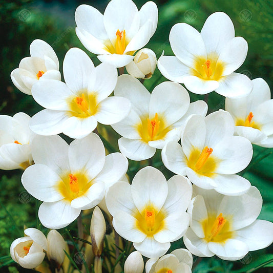 Crocus Ard Schenk -MASTER-