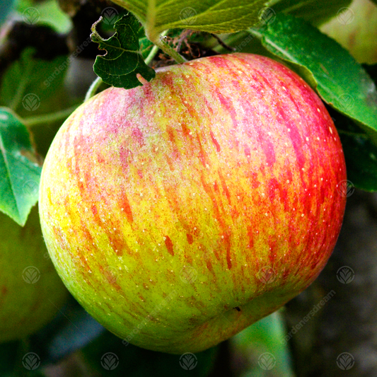 Apple Lord Lambourne (12L, 4-5ft)