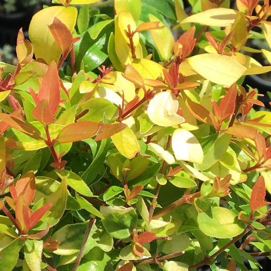 Abelia Gold Jewel