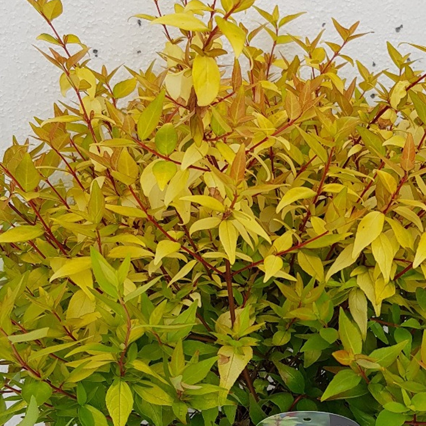 Abelia Gold Jewel