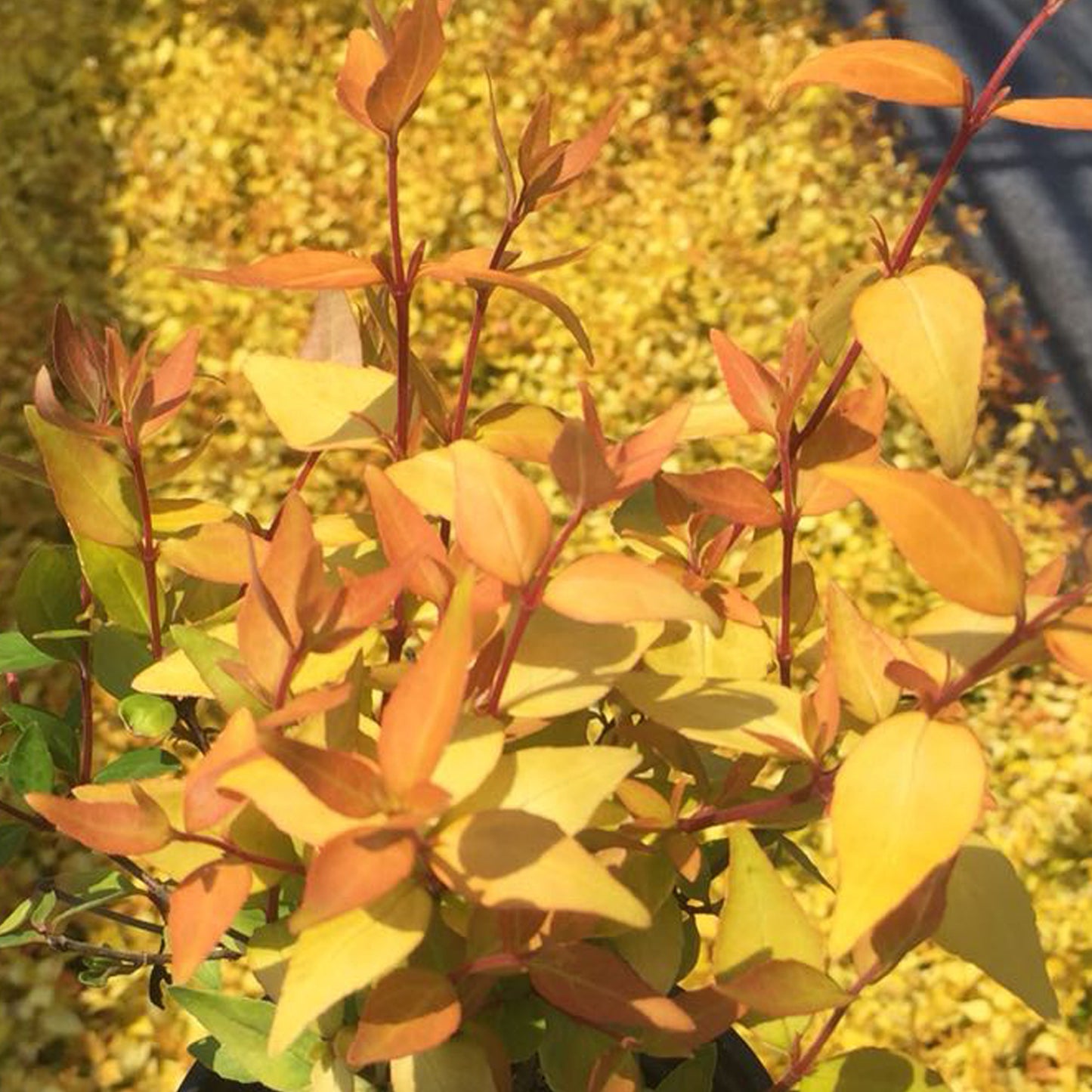 Abelia Gold Jewel