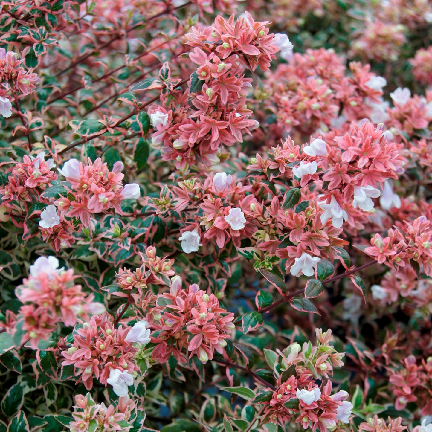 Abelia Magic Daydream