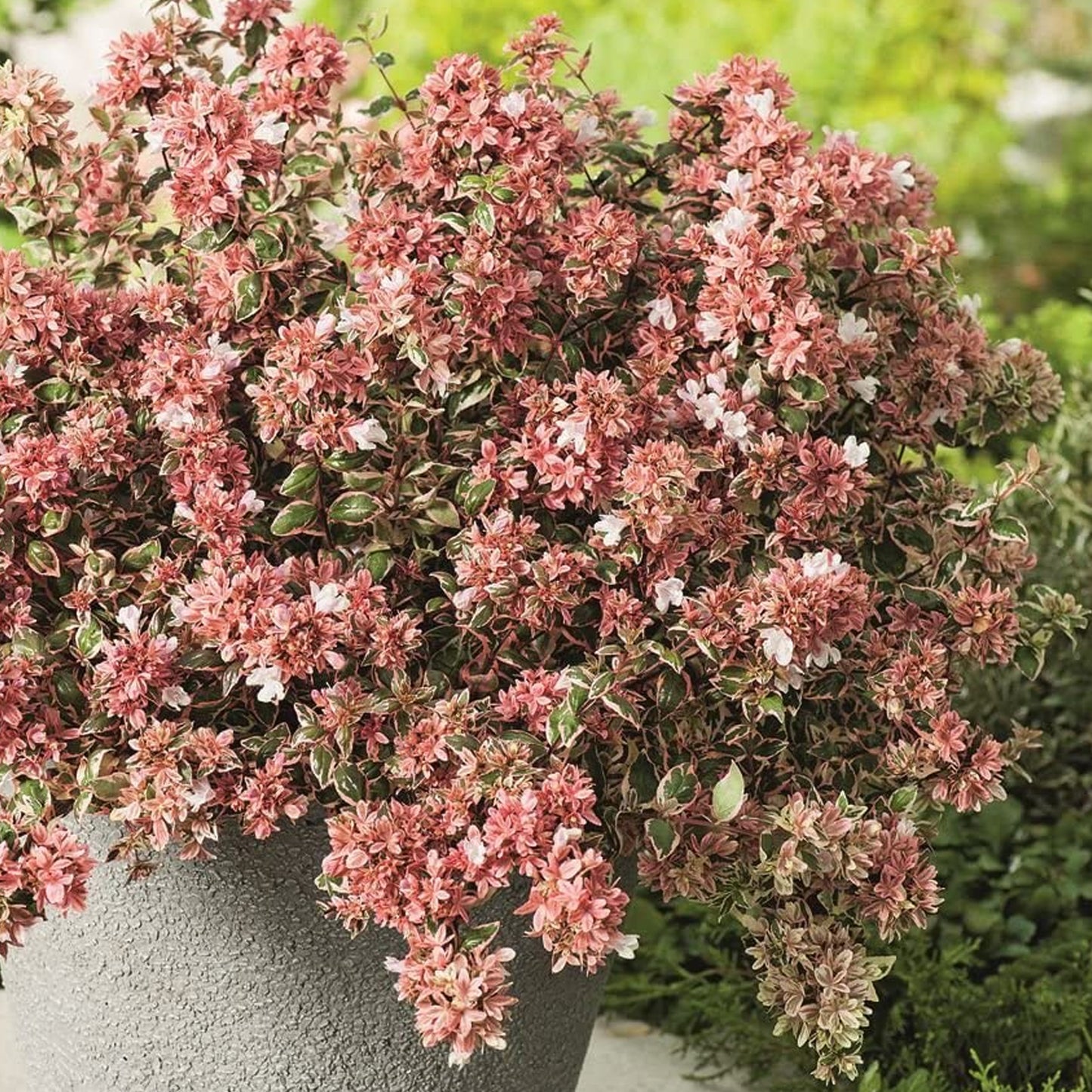 Abelia Magic Daydream