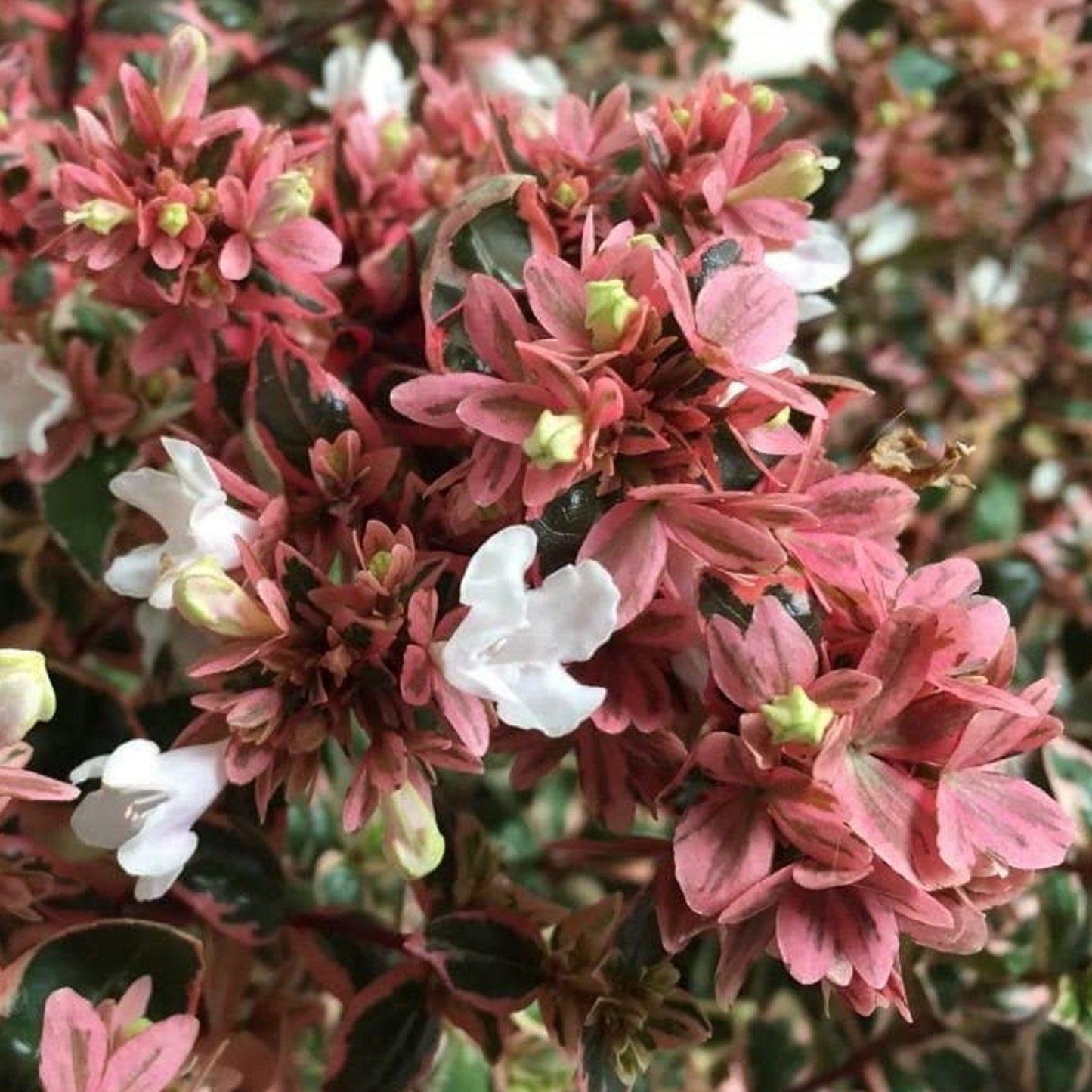 Abelia Magic Daydream