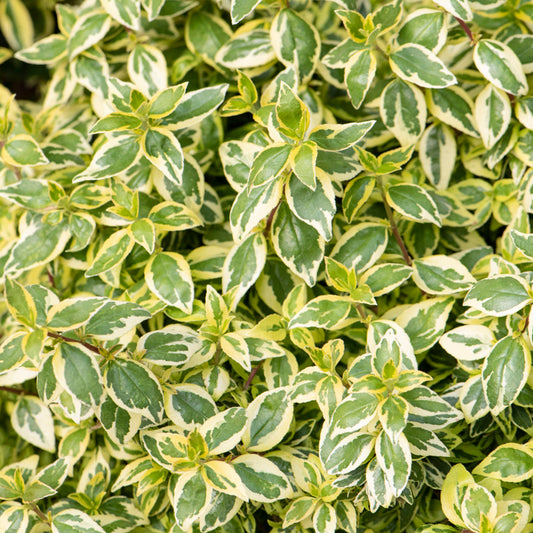 Abelia Radiance