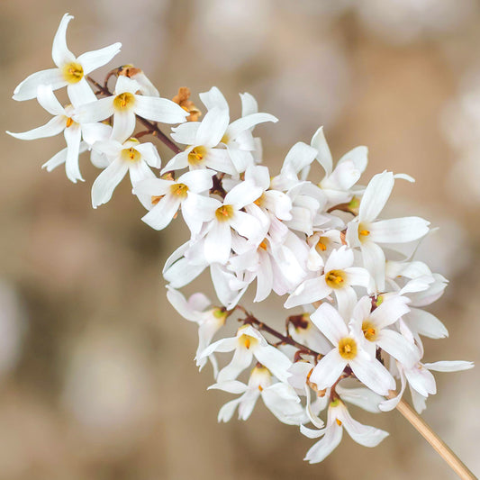 Abeliophyllum Distichum