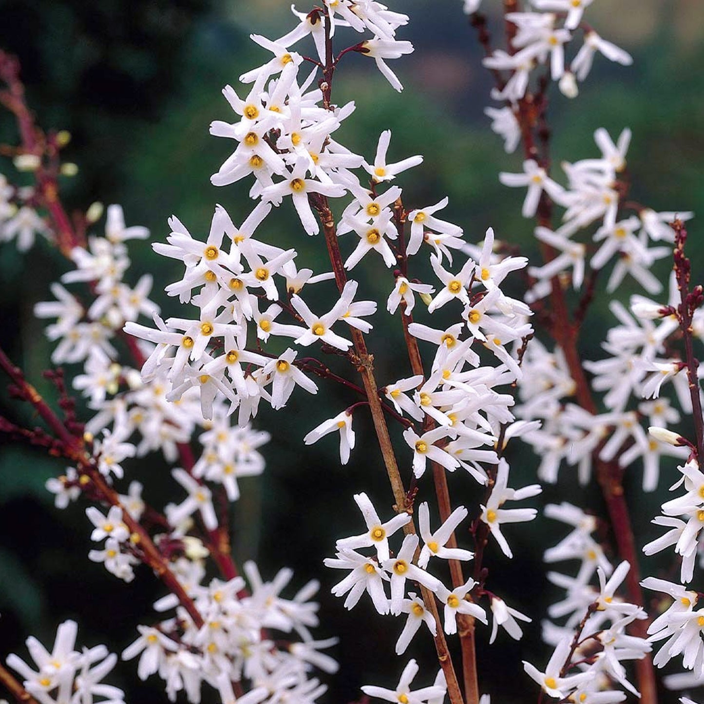 Abeliophyllum Distichum