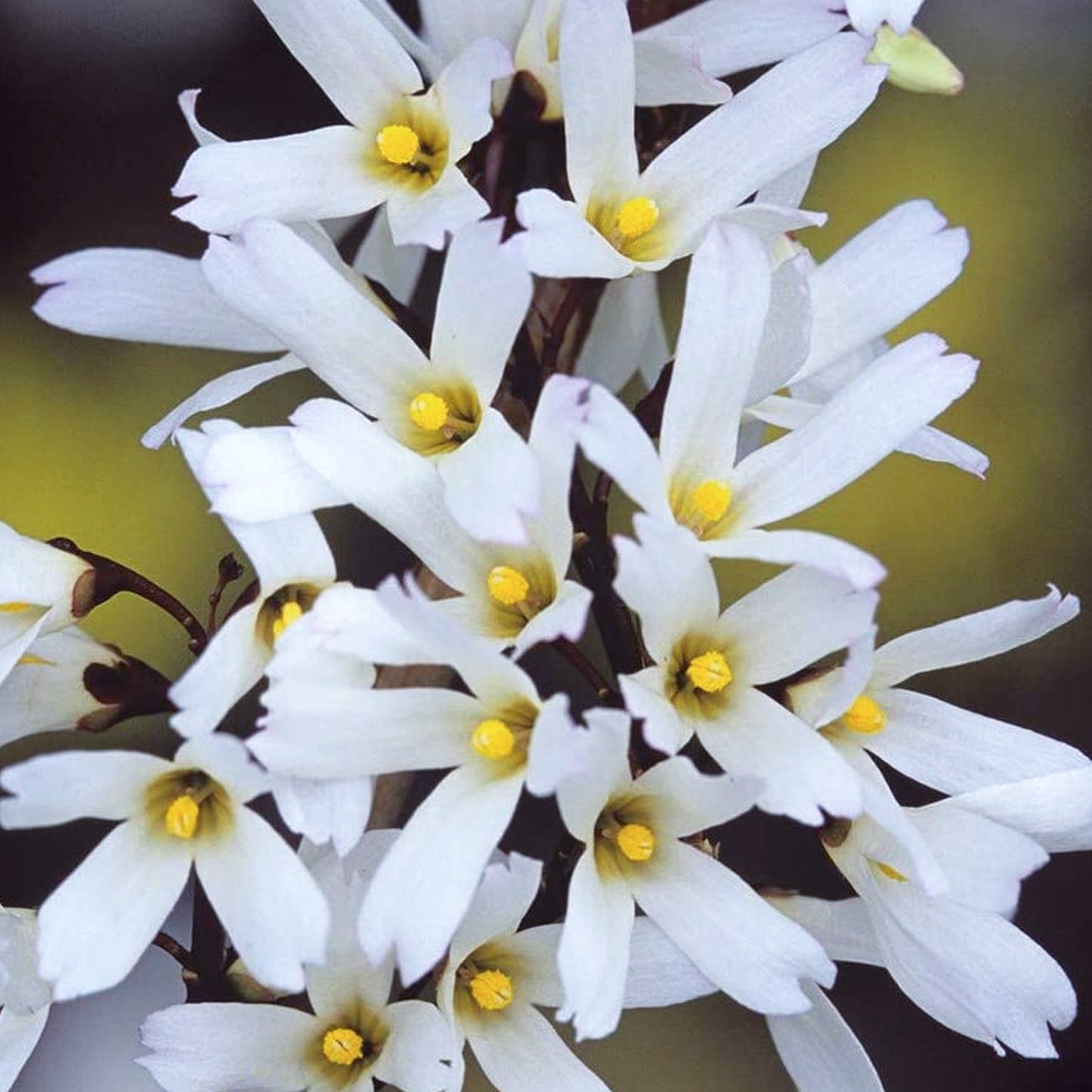 Abeliophyllum Distichum