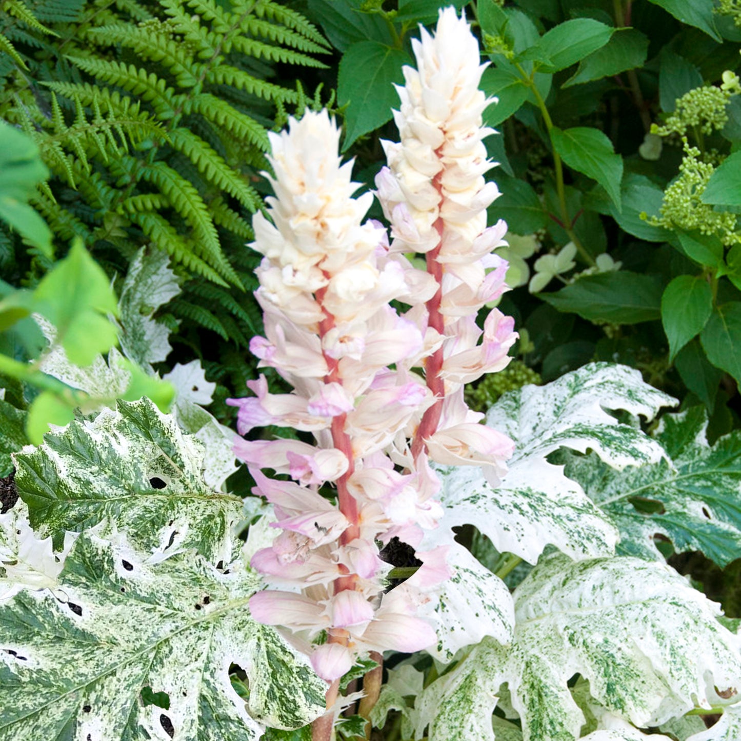 Acanthus Whitewater