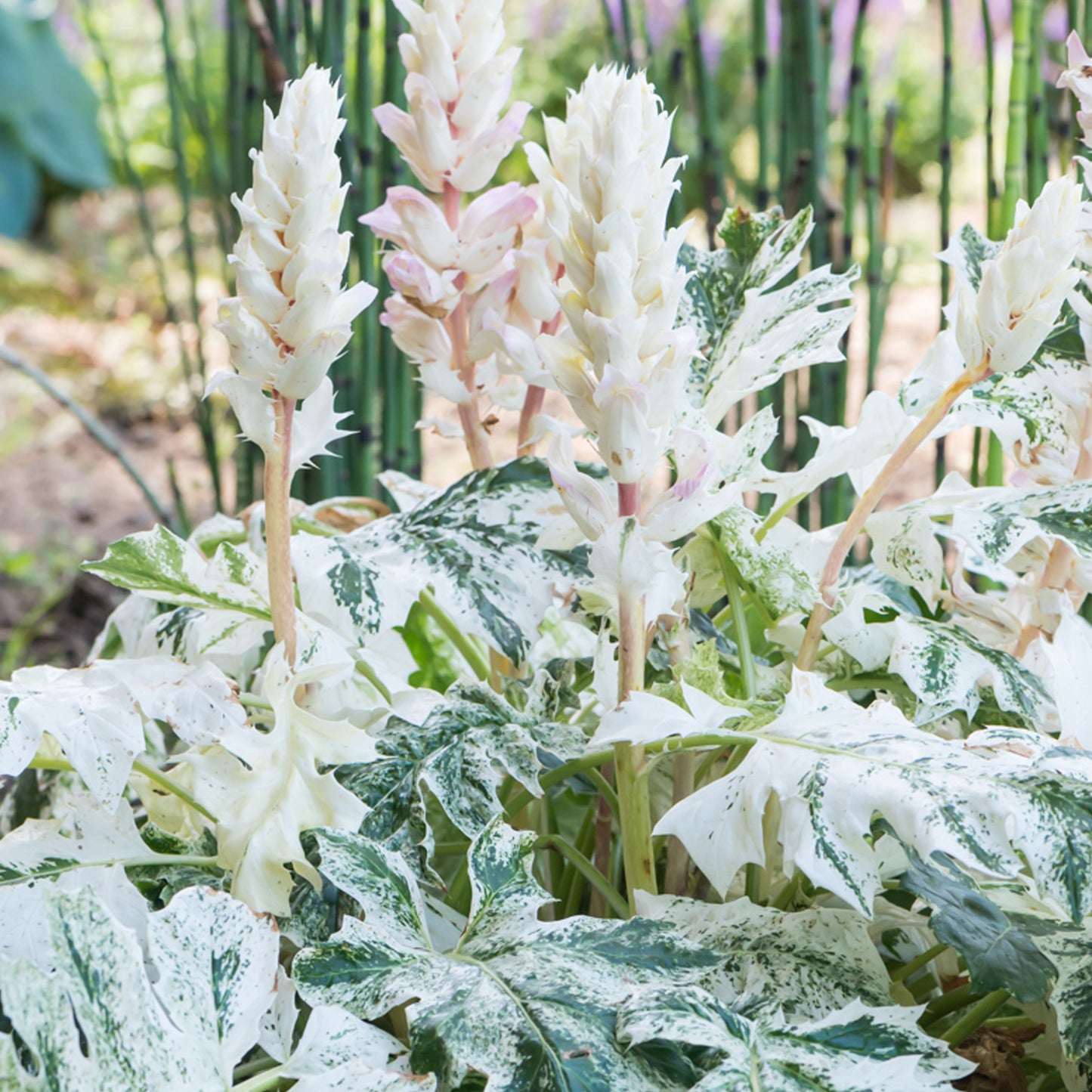 Acanthus Whitewater