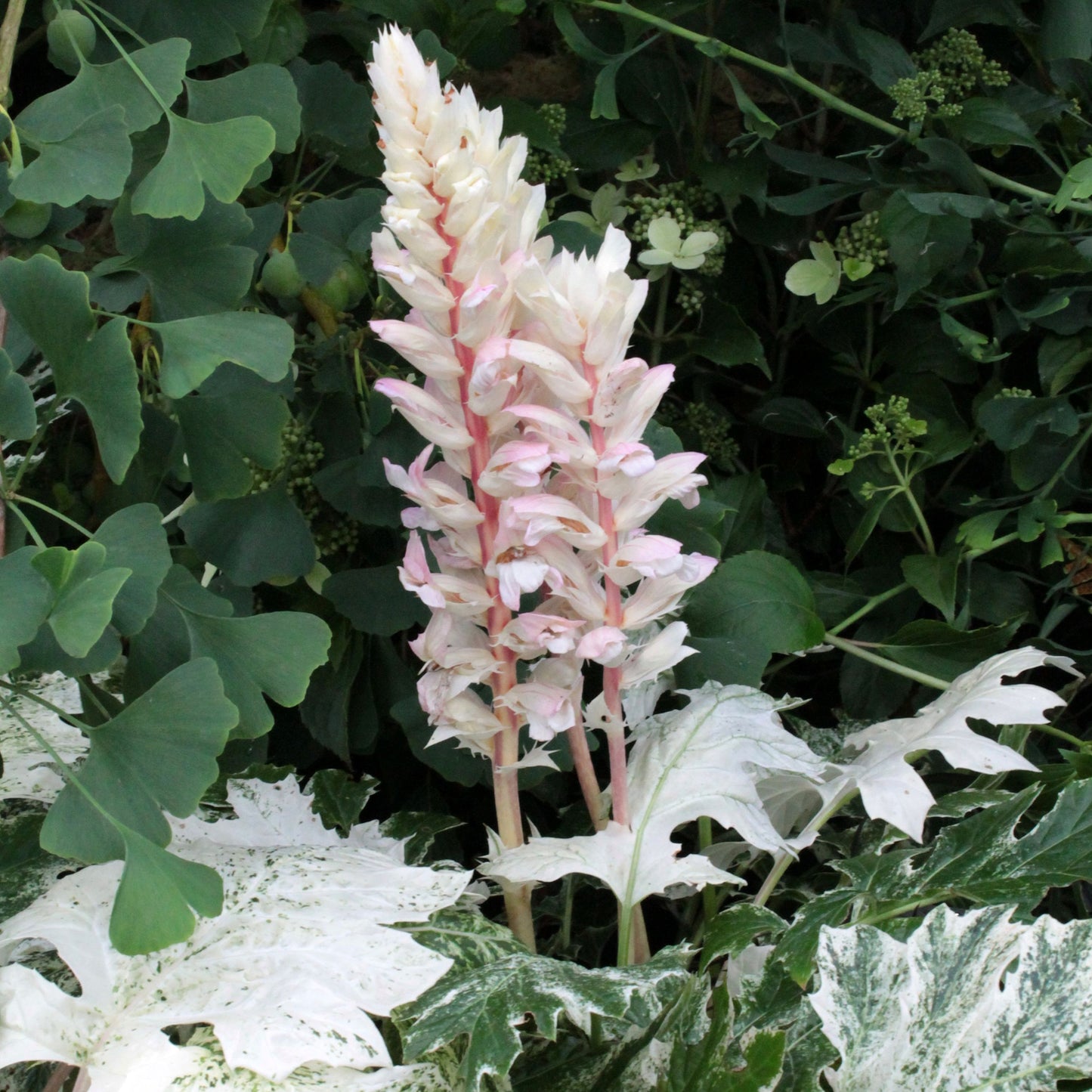 Acanthus Whitewater