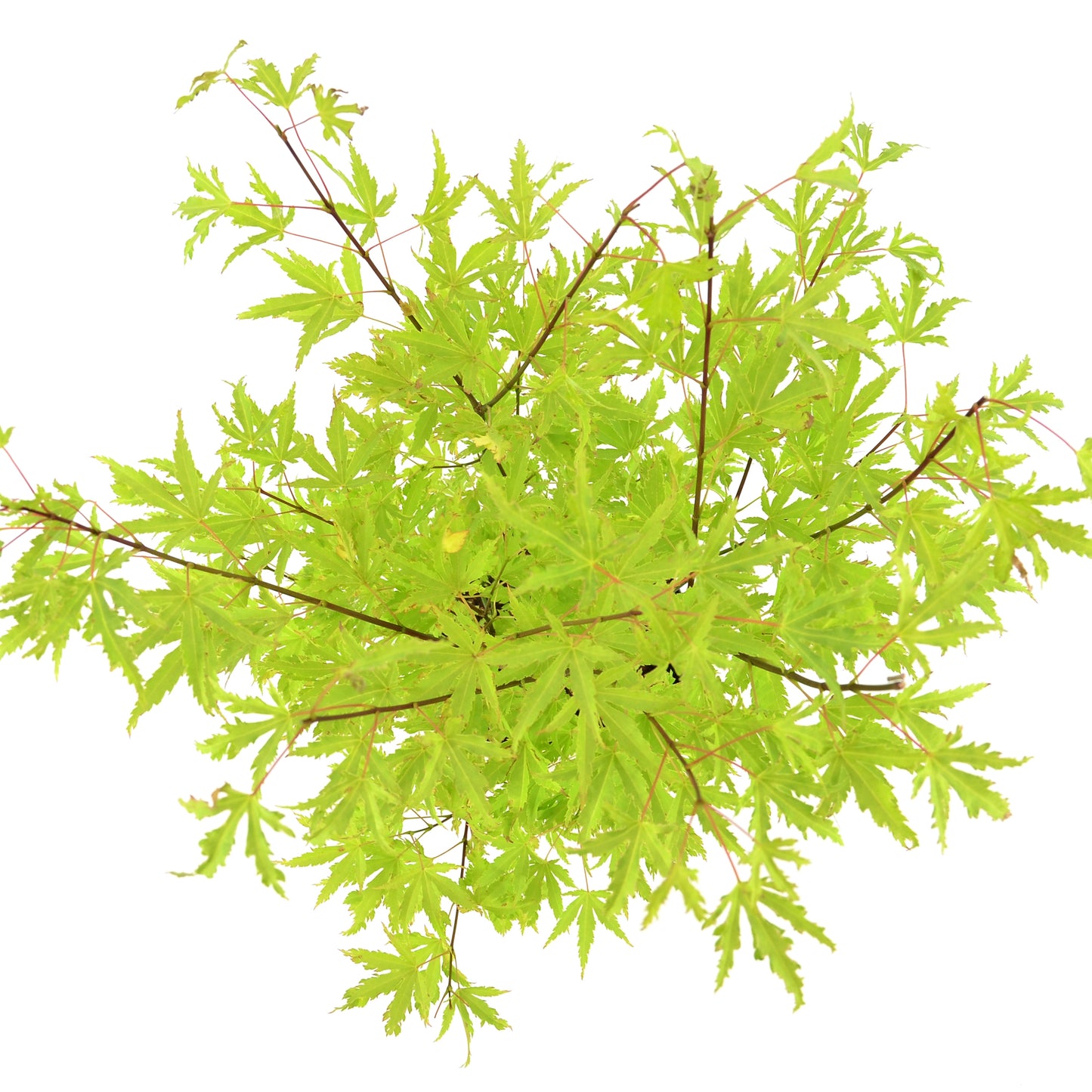 Acer Anne Irene