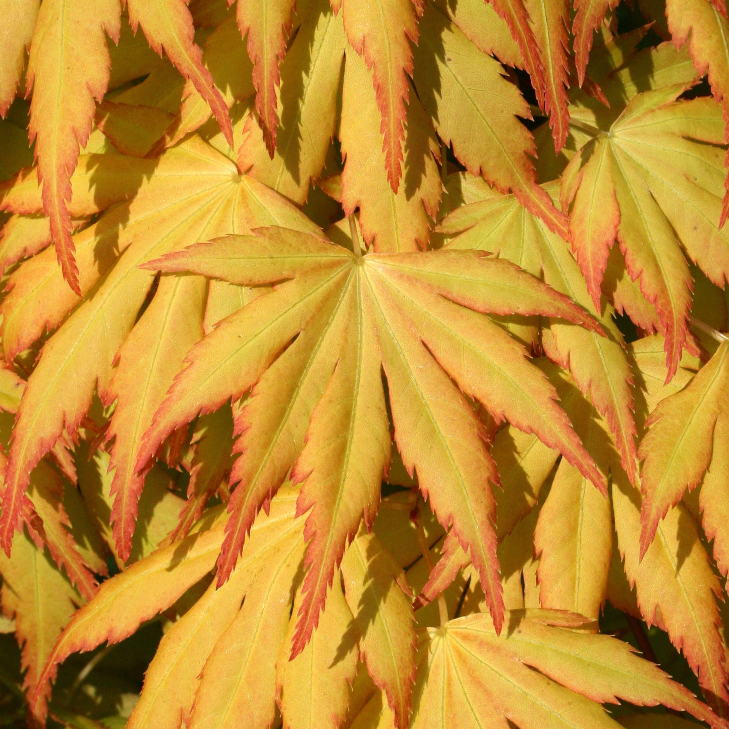 Acer Katsura