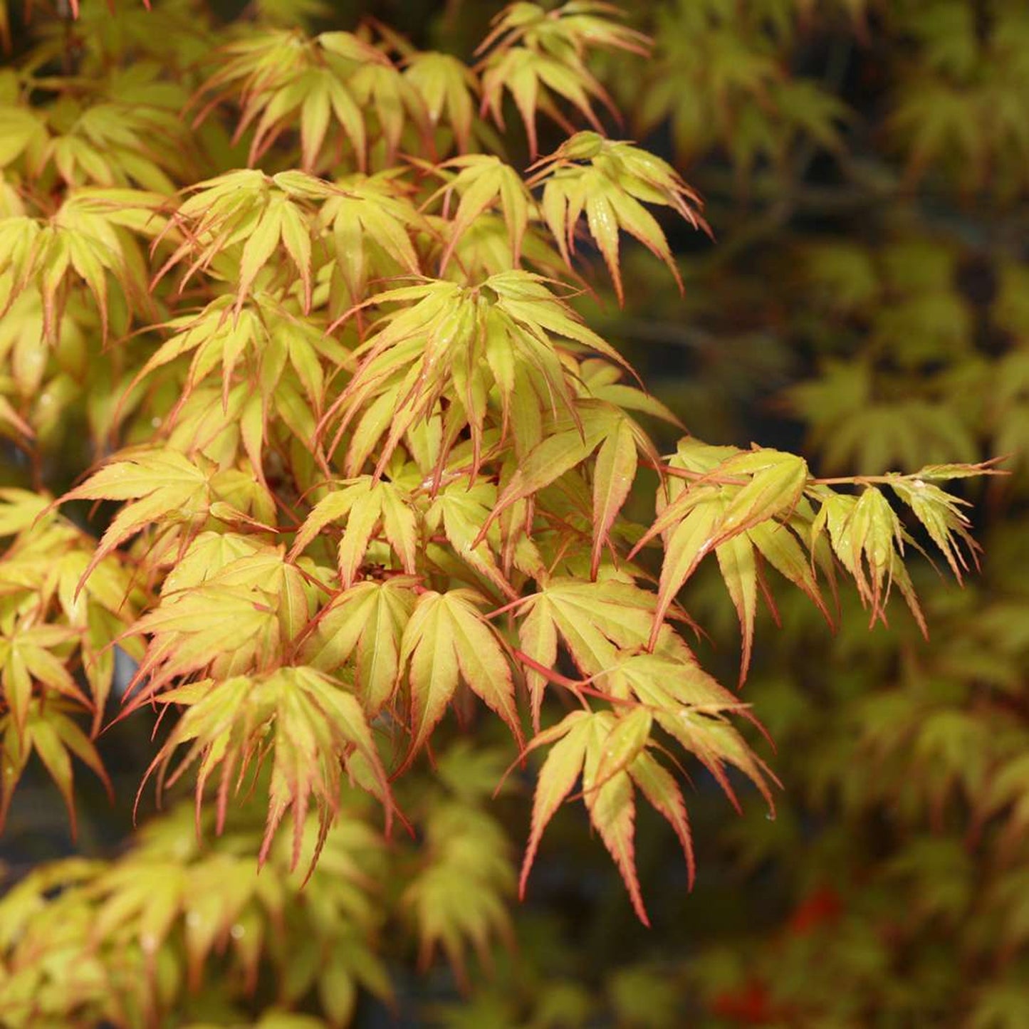 Acer Katsura