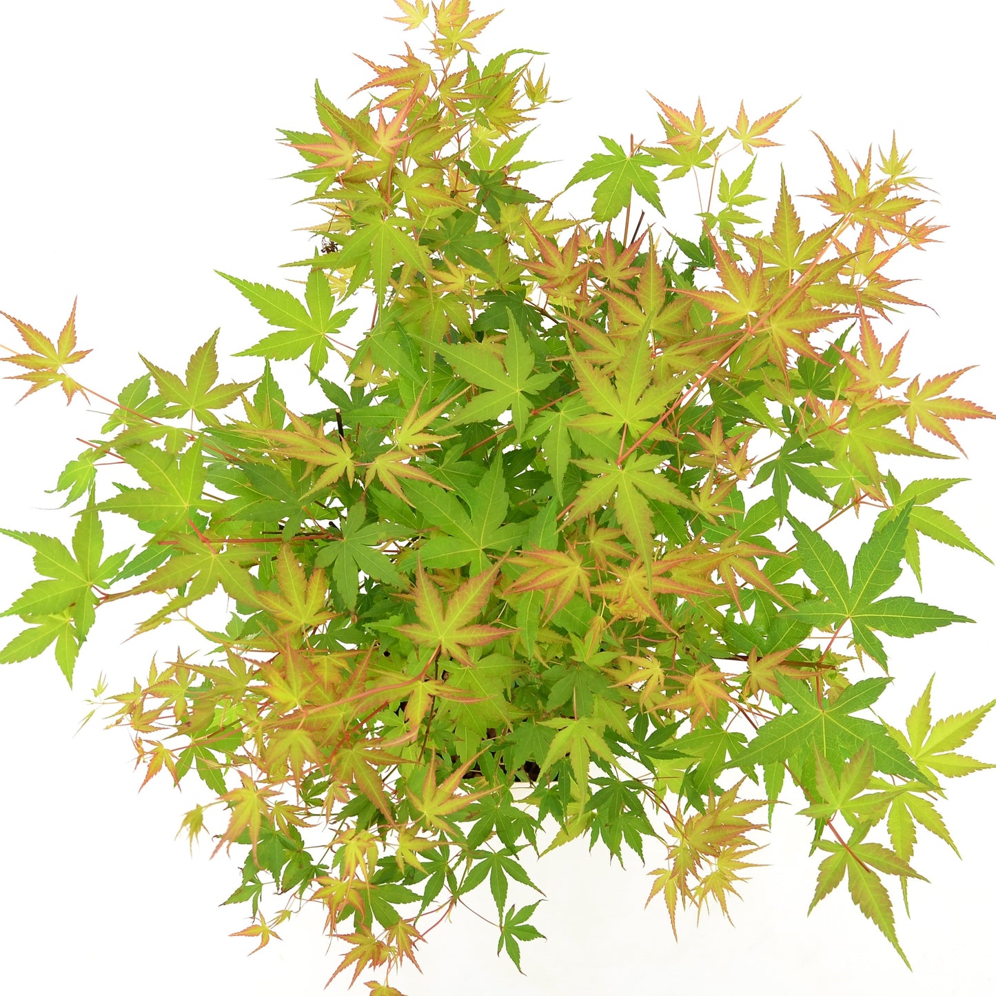 Acer Katsura