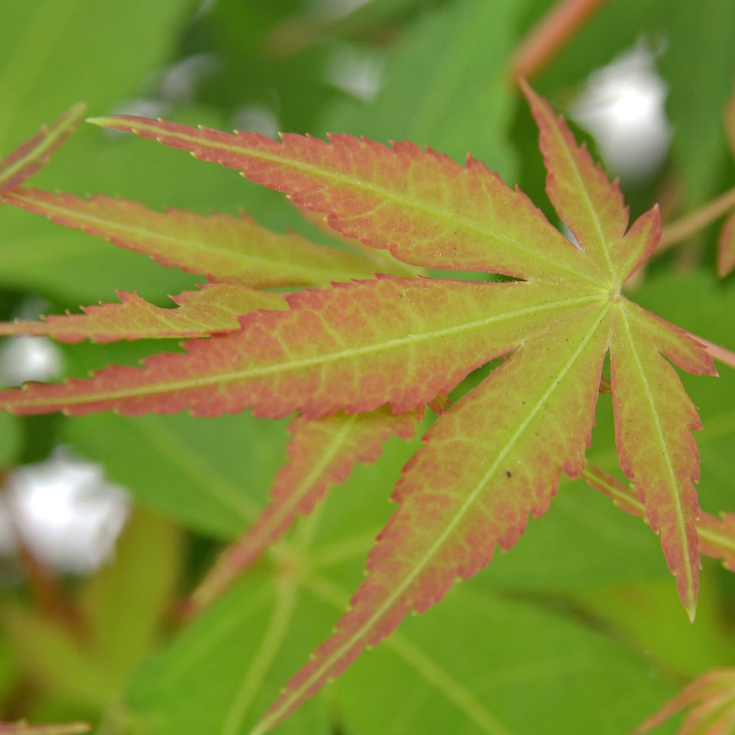 Acer Katsura