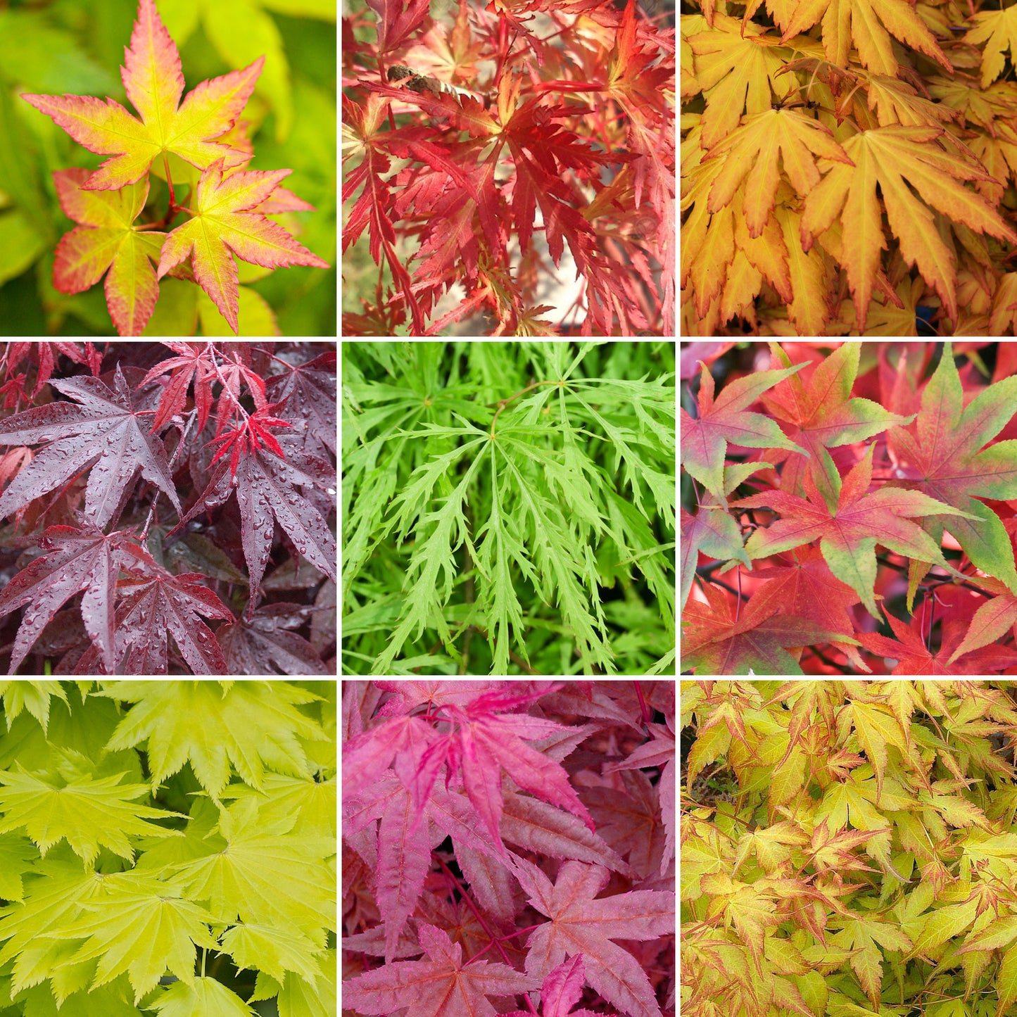 Acer Mix (9cm, Pack of 3)