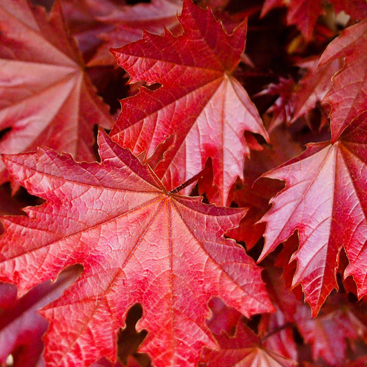 Acer Crimson Sentry Tree (12L, 5-6ft)
