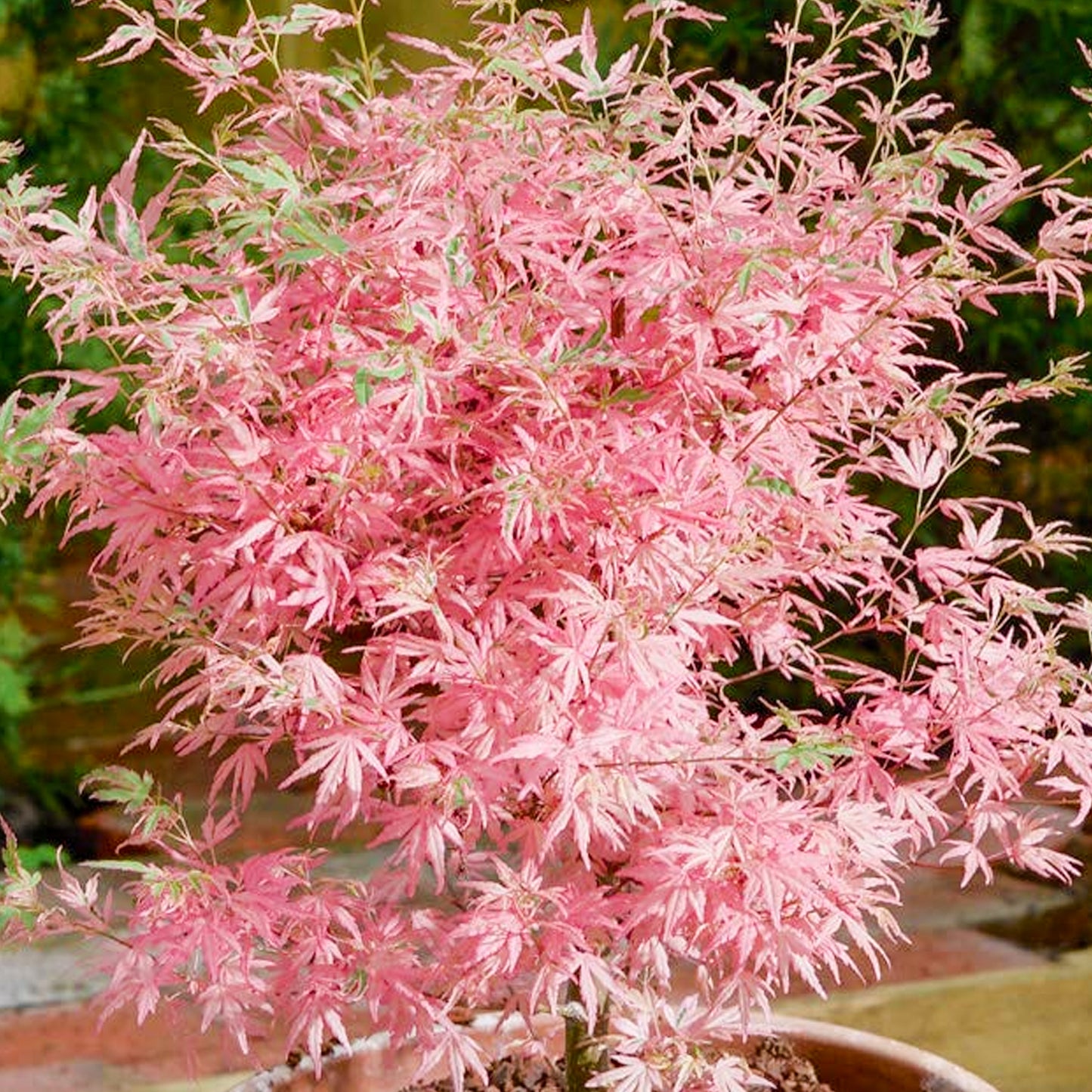 Acer Taylor