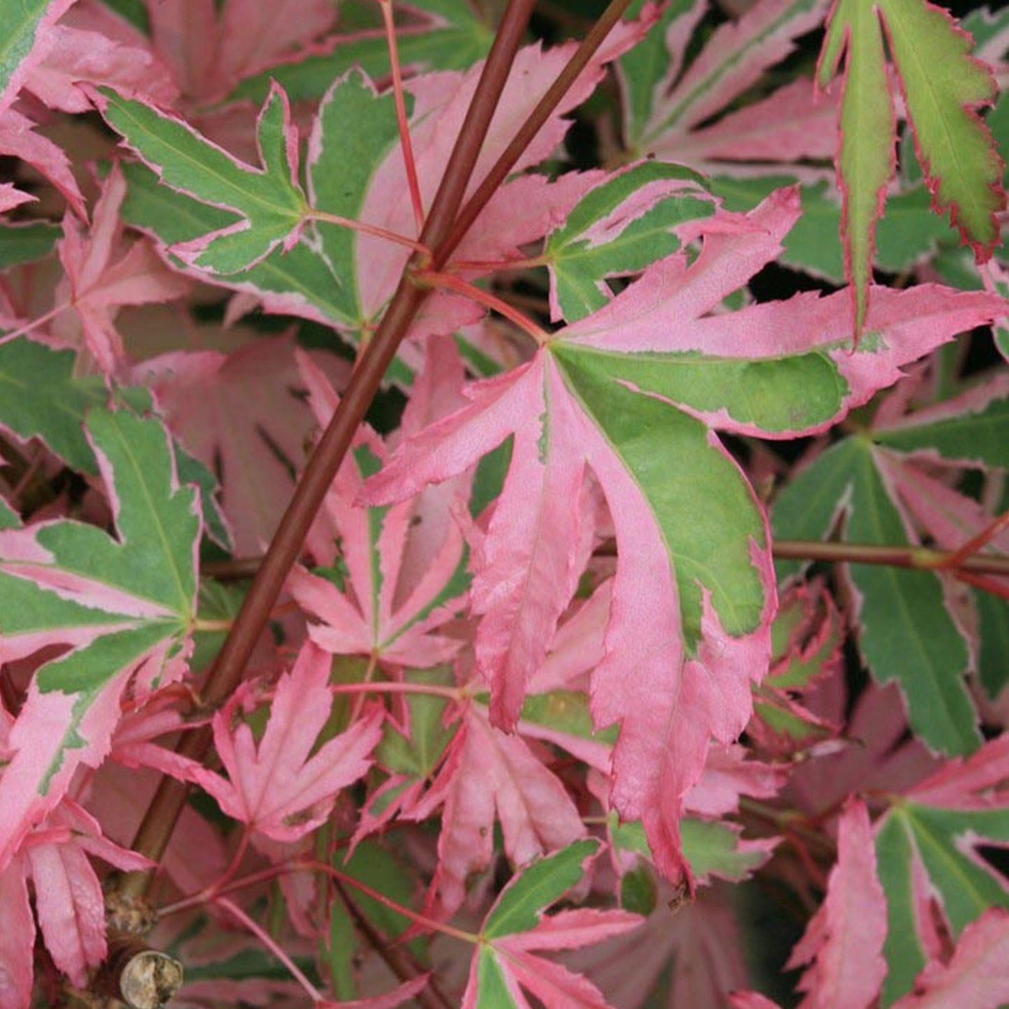 Acer Taylor