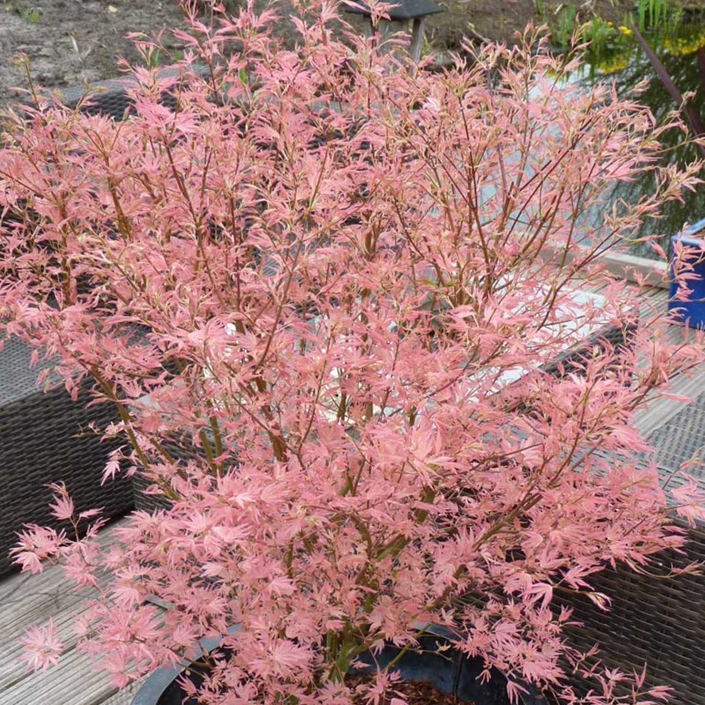 Acer Taylor