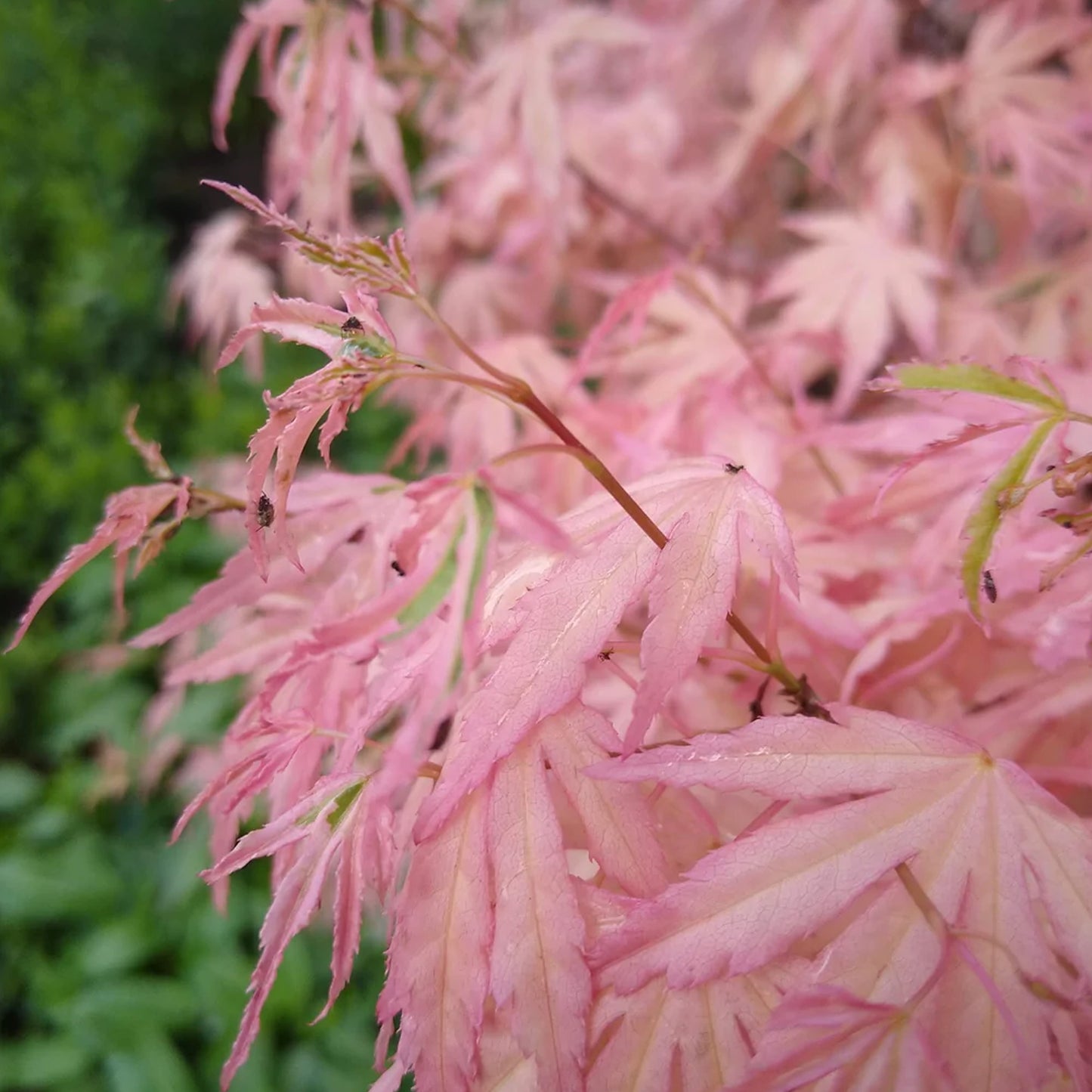 Acer Taylor