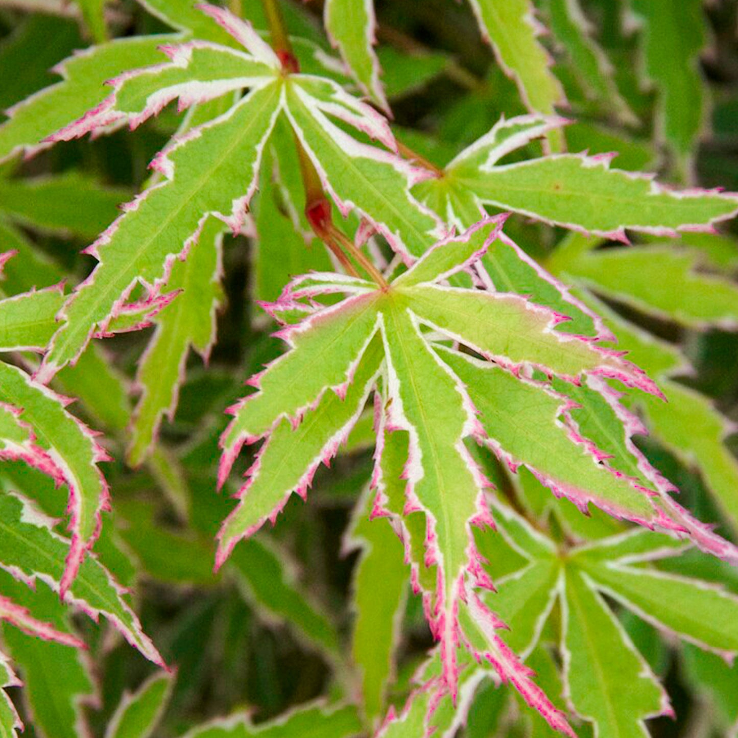 Acer Butterfly