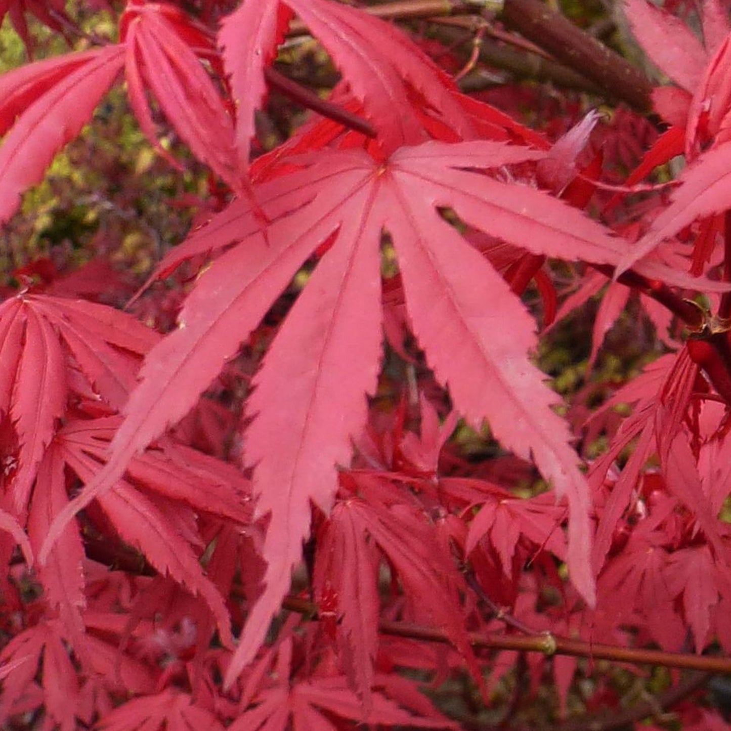 Acer Redwine