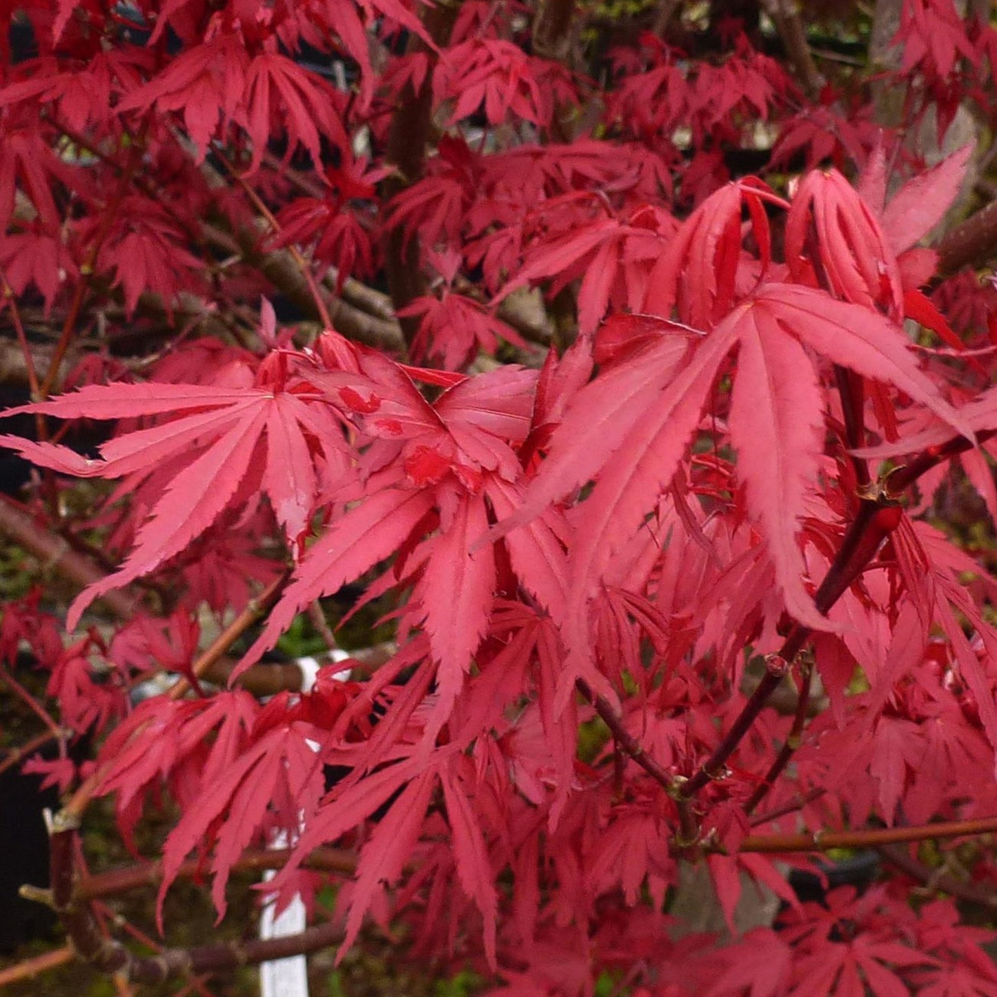 Acer Redwine