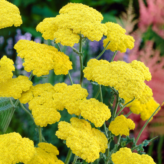 Achillea Moonshine